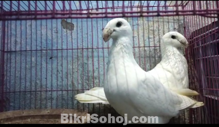 বিউটি হোমা